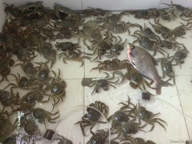 /travel/yangcheng-lake-crab-trip/assets/boxcnyQqsPOuBP9TWJM9zILVUtf.webp